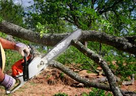 Trusted Cumberland, KY Tree Care Experts