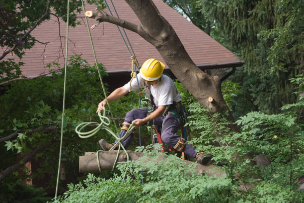 Seasonal Cleanup (Spring/Fall) in Cumberland, KY