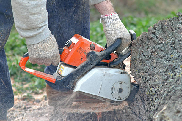 Best Emergency Tree Removal  in Cumberland, KY