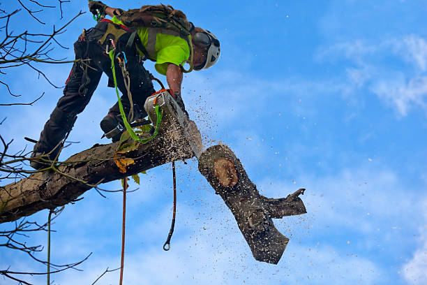 Best Tree Maintenance Programs  in Cumberland, KY