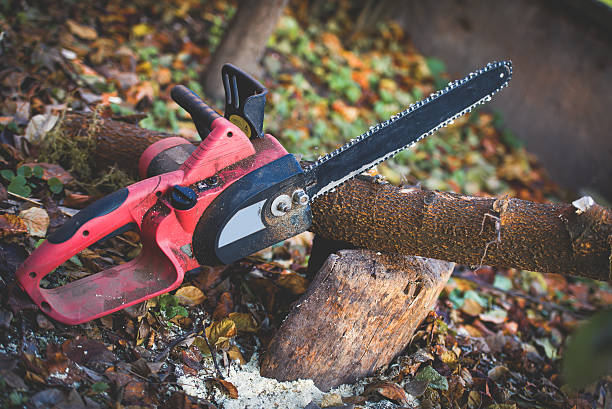 How Our Tree Care Process Works  in  Cumberland, KY